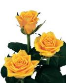 Radio rose plant